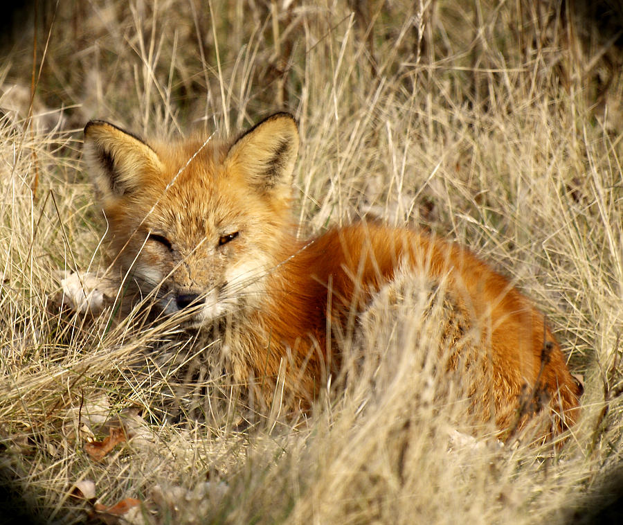 The Red Fox Photograph by Thomas Young