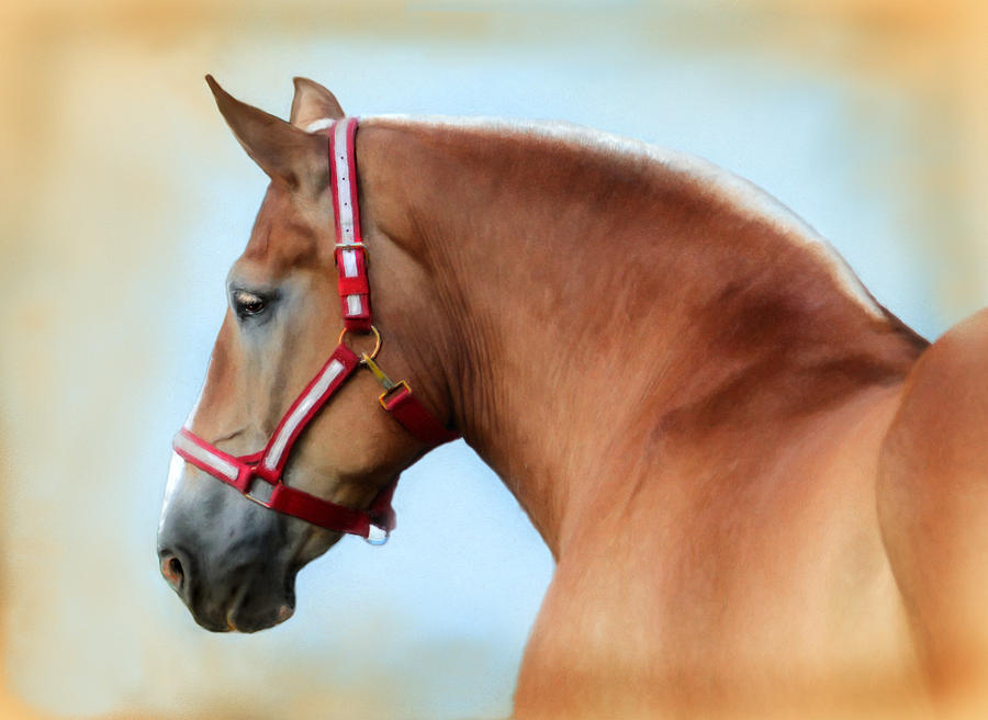 The Red Halter Digital Art by Posey Clements