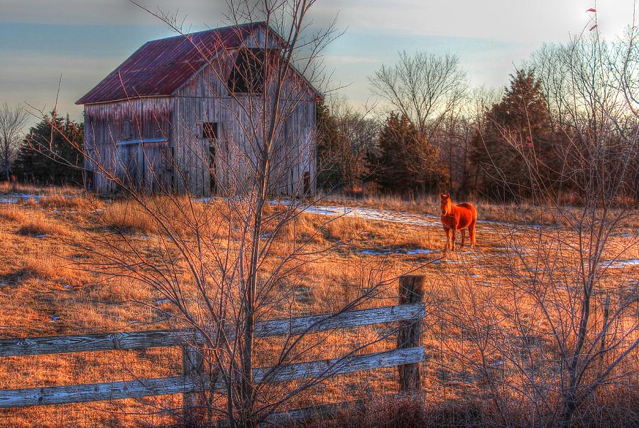 The Red Horse Photograph by Karen McKenzie McAdoo