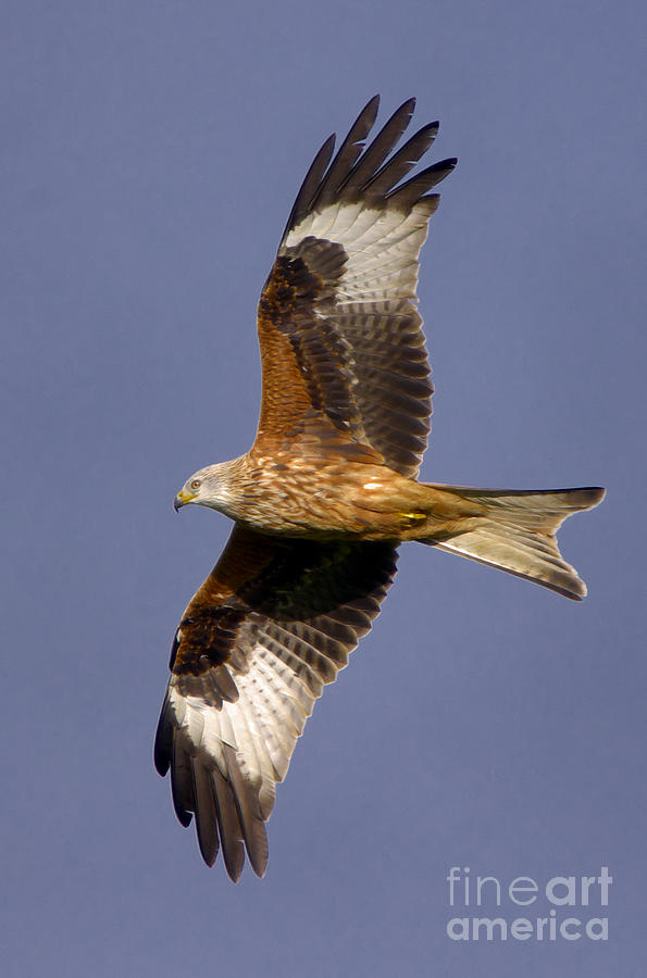The Red Kite Photograph by Martyn Arnold