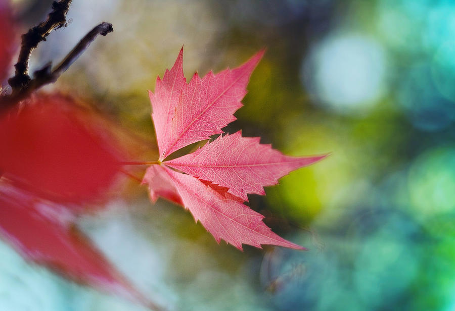 Fall Photograph - The Red Leaf  by Kadek Susanto