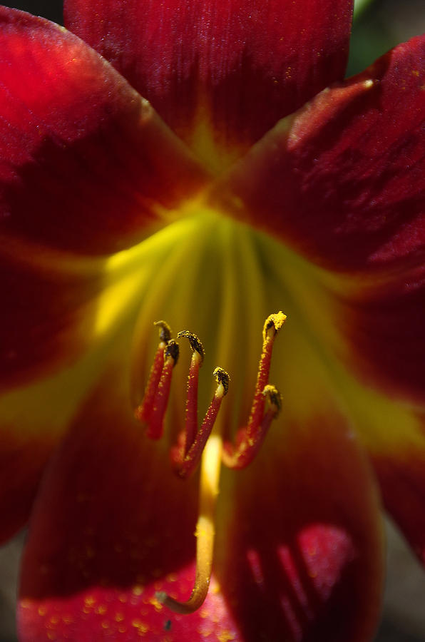 Flower Photograph - The Red Lily by Deborah Bowie