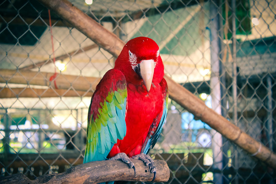 The Red Macaw Photograph by Colleen Kammerer