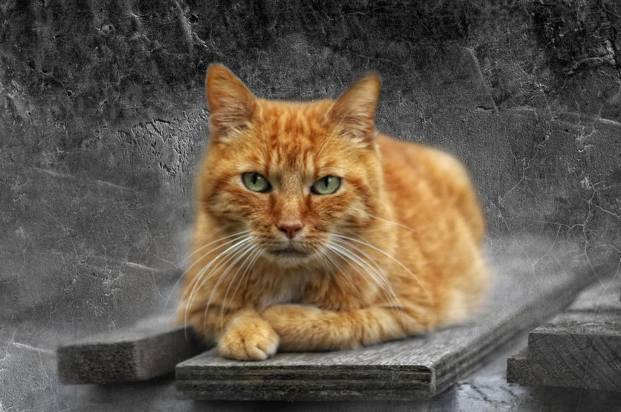 Cat Photograph - The Red One by Claudia Moeckel