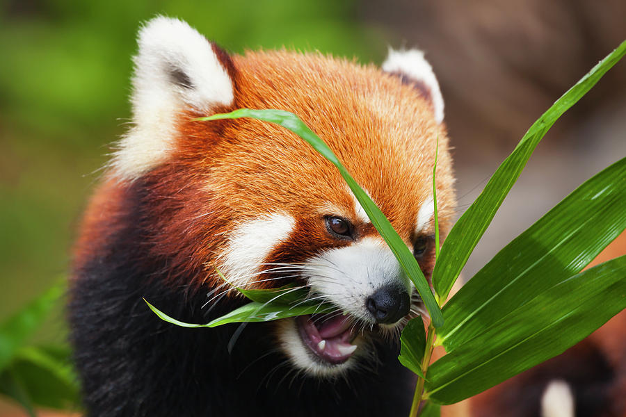 The Red Panda Ailurus Fulgens , Or Photograph by Dave Fleetham - Pixels