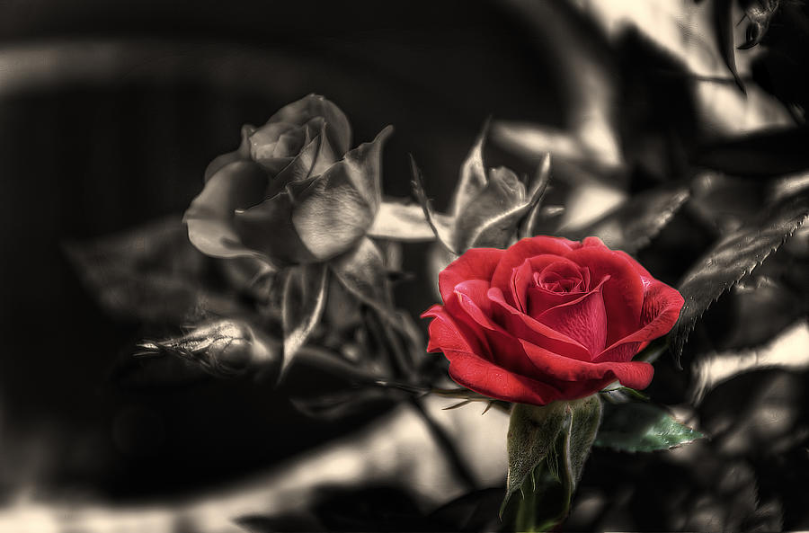 Rose Photograph - The Red Rose by Leonardo Marangi Rose Photograph - The Red Rose by Leonardo Marangi