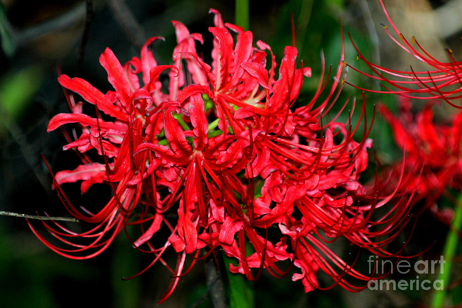 The Red Spider Lily Photograph by Kathy  White