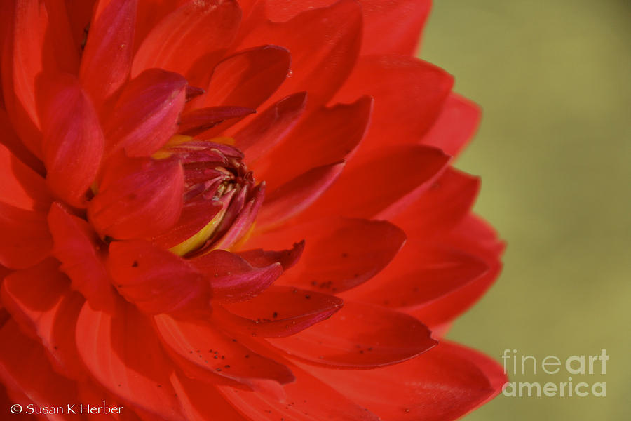 The Red Sun Dahlia Photograph by Susan Herber