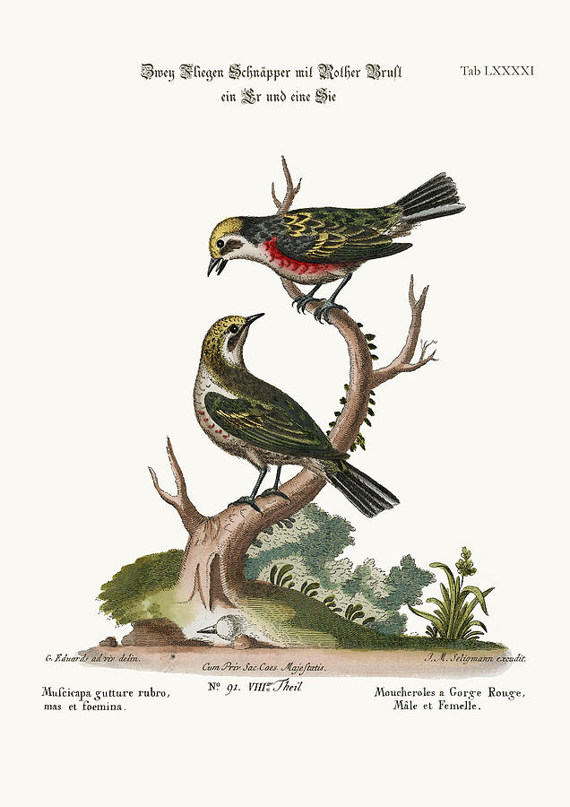 Mark Catesby Drawing - The Red-throated Flycatchers Cock and Hen by Splendid Art Prints