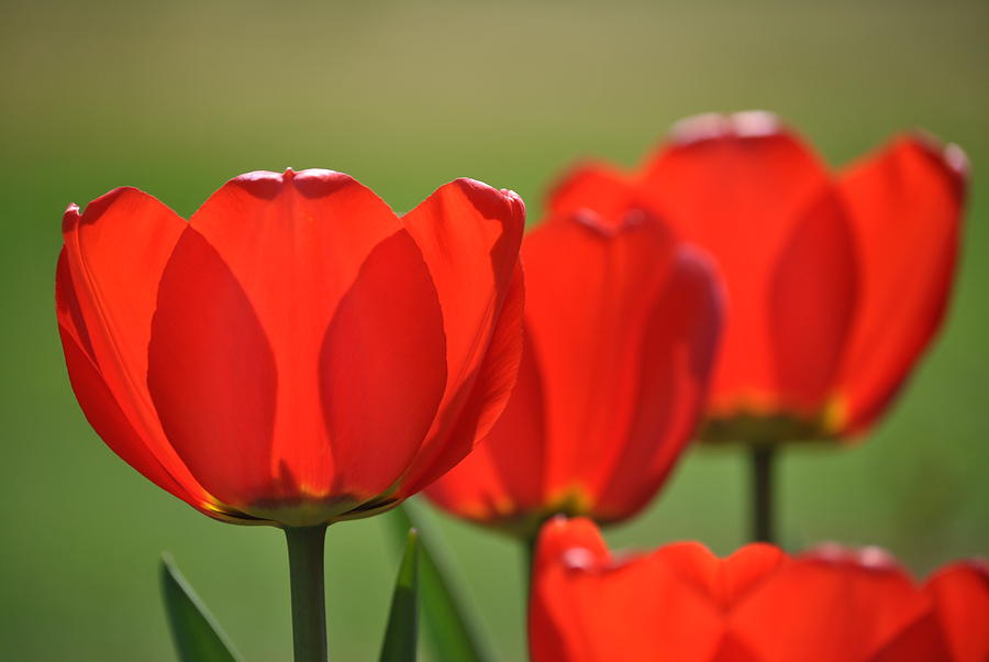 The Red Tulips Photograph by Eric Liller
