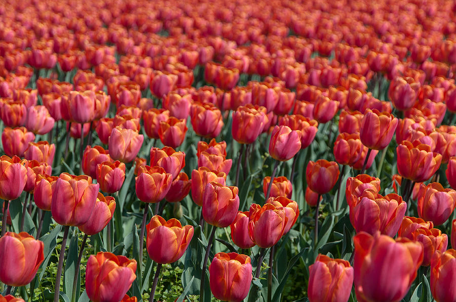 The red tulips Photograph by Sergey Simanovsky