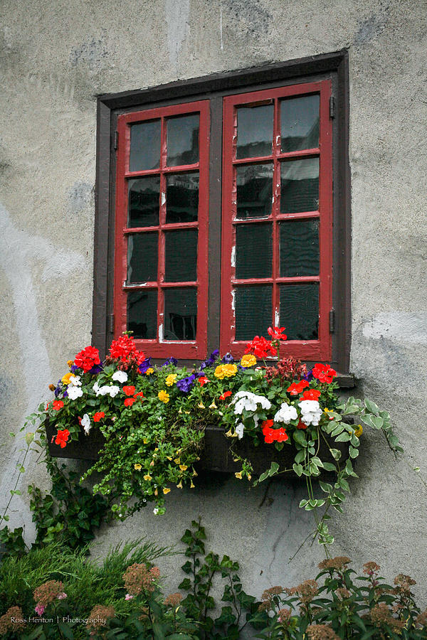Flowers Still Life Photograph - The Red Window by Ross Henton