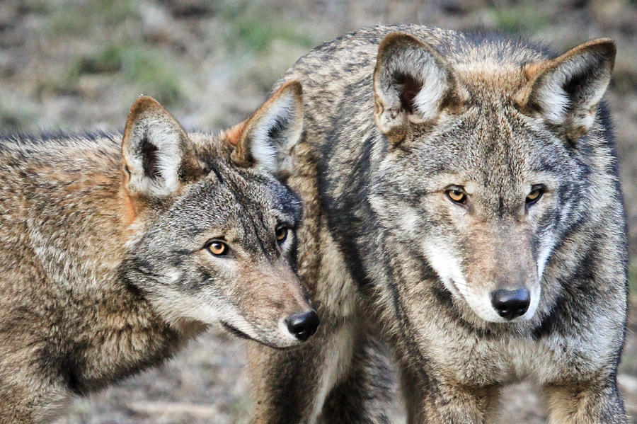 The Red Wolf Outlaws Photograph by Athena Mckinzie