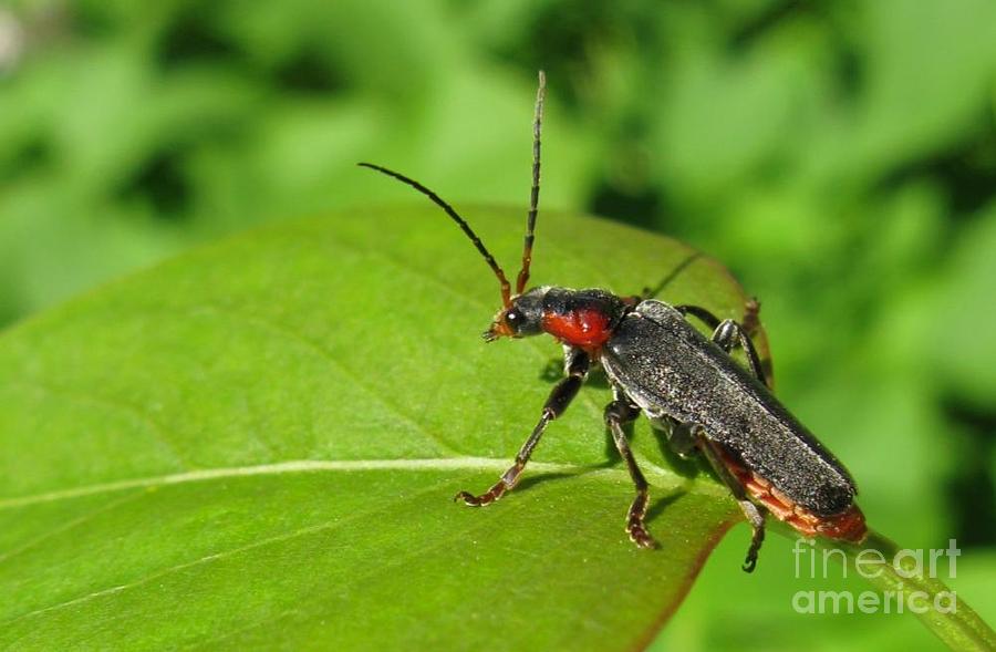 Summer Photograph - The rednecked Bug- Close Up by Ausra Huntington nee Paulauskaite