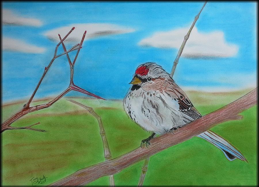 Bird Drawing - The Redpoll by Tony Clark