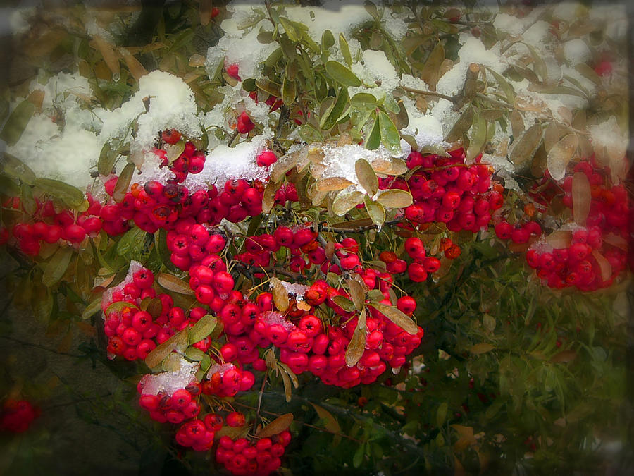 The Reds and Greens of the Season Photograph by Lucinda Walter