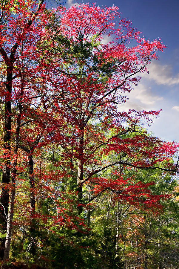 The Reds of Autumn Photograph by Lana Trussell