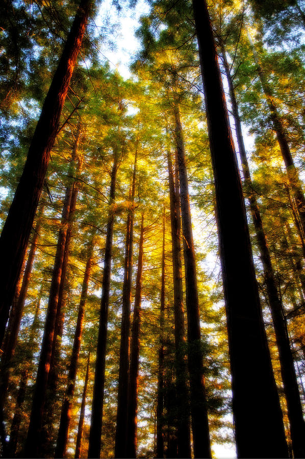 The Redwoods of Florence Keller Park Photograph by Tikvahs Hope