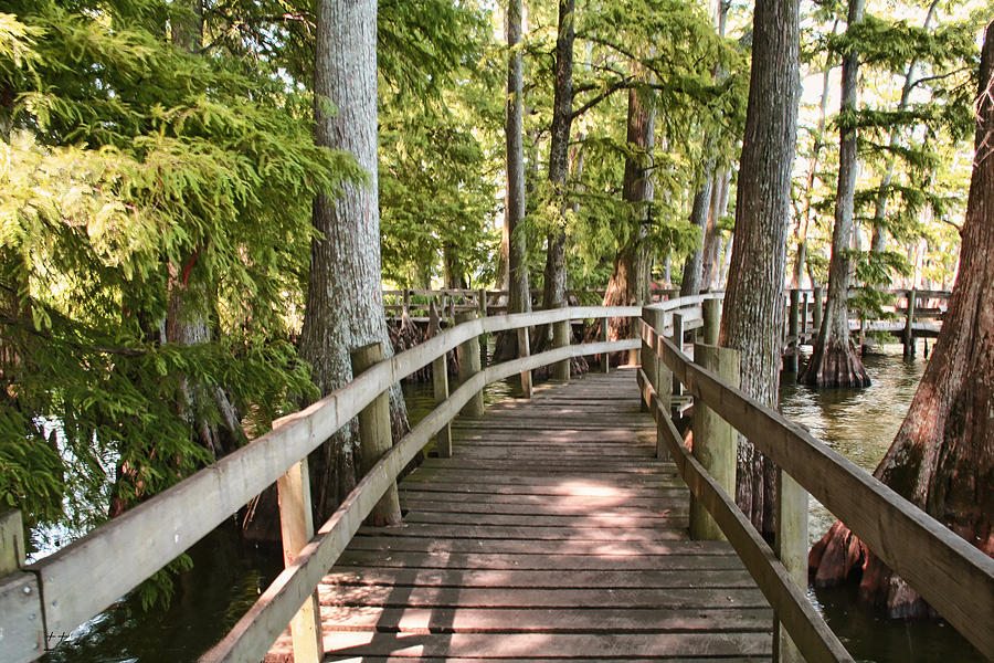 The  Reelfoot Lake Boardwalk Photograph by Bonnie Willis