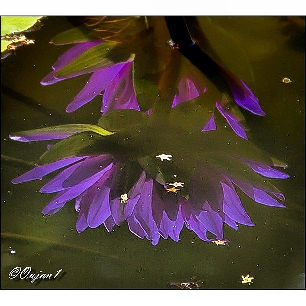 Nature Photograph - The Reflection Of A Water Lily On The by Ahmed Oujan