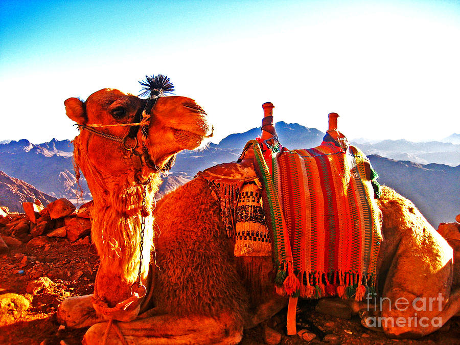 Camel Photograph - The Regal Camel of Mt Sinai by Alison Tomich