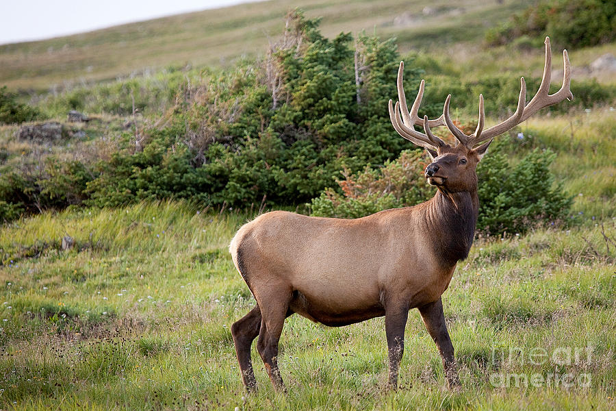 The Regal Elk Photograph by Jim Garrison