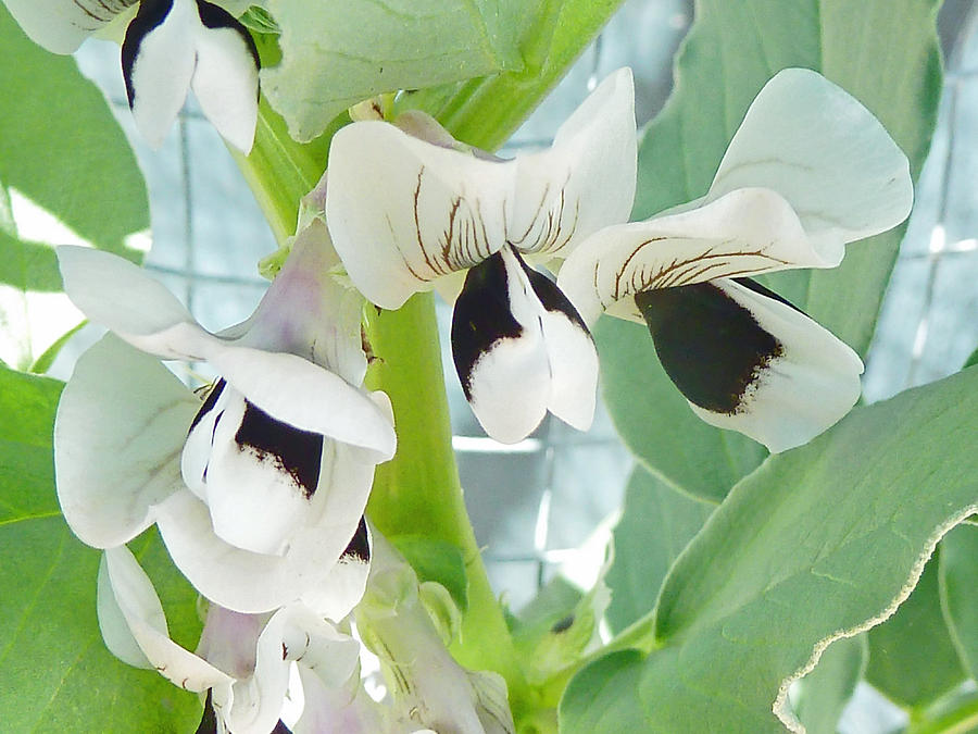 Flowers Still Life Photograph - The Remarkable Flowers of the Fava Bean  by Steve Taylor