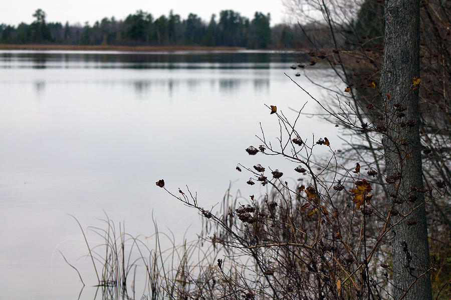 Fall Photograph - The Remnants Of Fall by Rhonda Humphreys Fall Photograph - The Remnants Of Fall by Rhonda Humphreys