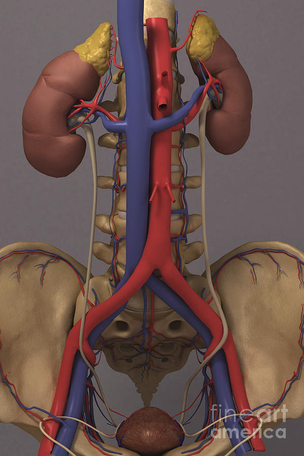 The Renal System Photograph by Science Picture Co