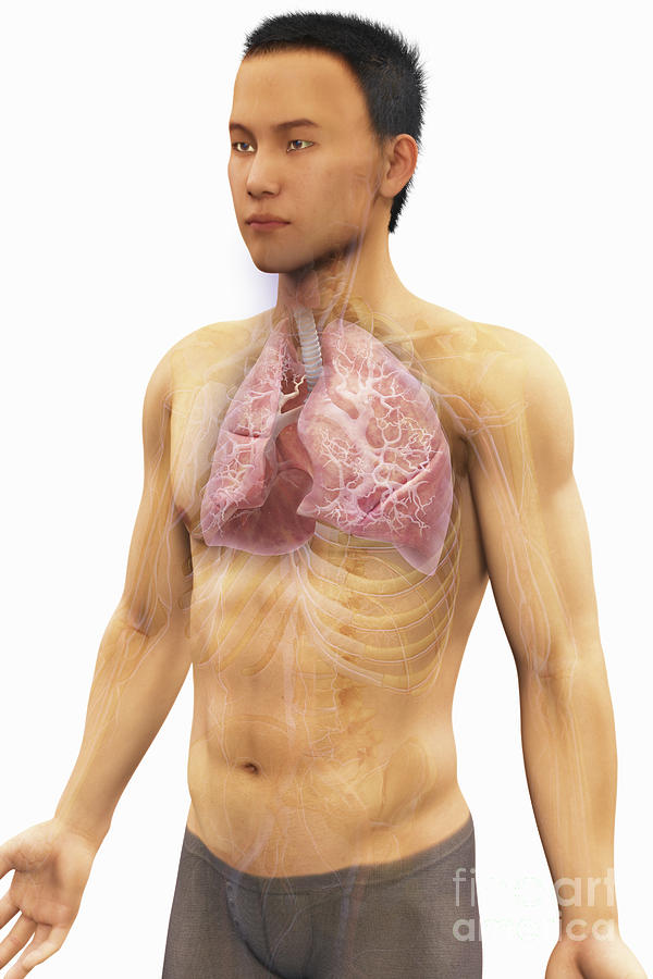 The Respiratory System Photograph by Science Picture Co