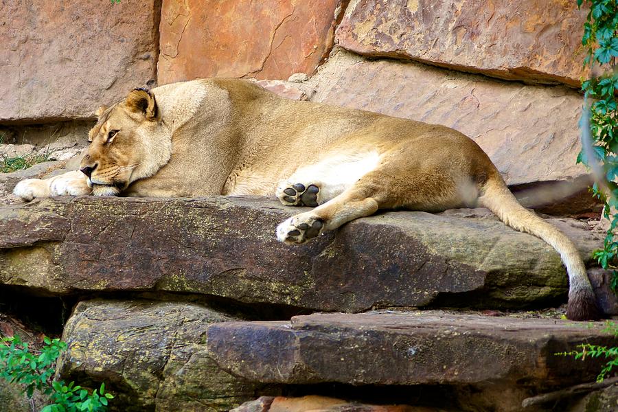 The Resting Lioness Photograph by Ricardo J Ruiz de Porras