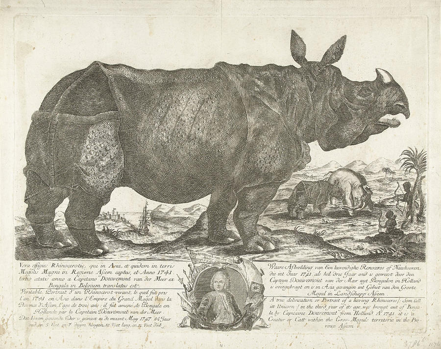 Animal Drawing - The Rhinocerus Clara, 1741 by H. Oster And Anton August Beck And Johann Georg Schmidt