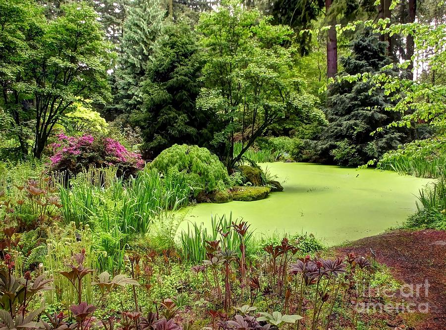 The Rhododendron Species Foundation Fern Pond  Photograph by Chris Anderson