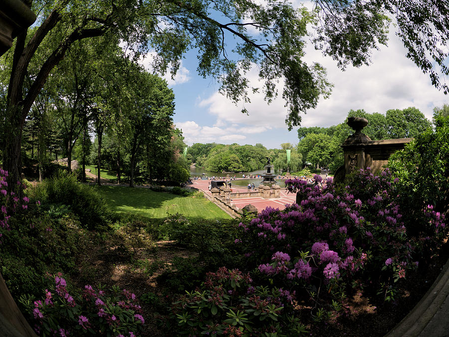 The Rhododendrons of Bethesda Photograph by Cornelis Verwaal