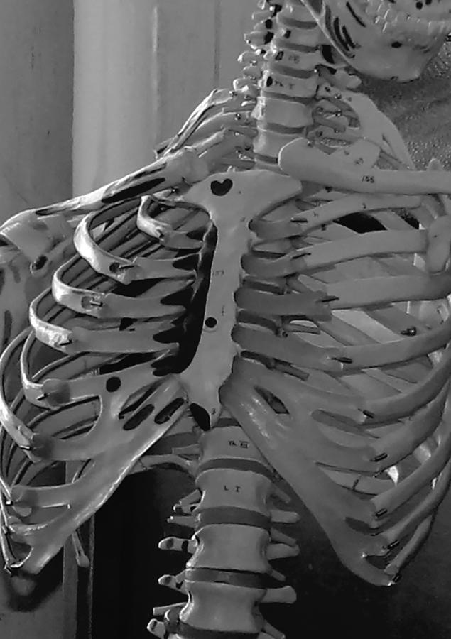 The Ribcage Photograph by Cathy Anderson