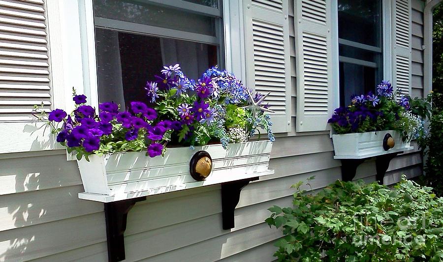 The Right Plant Boxes Photograph by Rita Brown