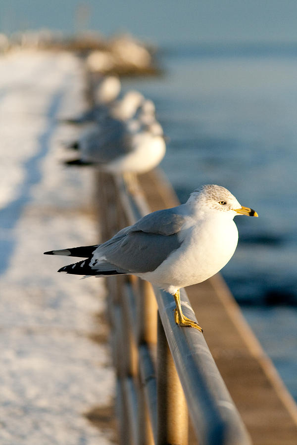 Seagull Photograph - The Ring-billed Gull by Kristia Adams
