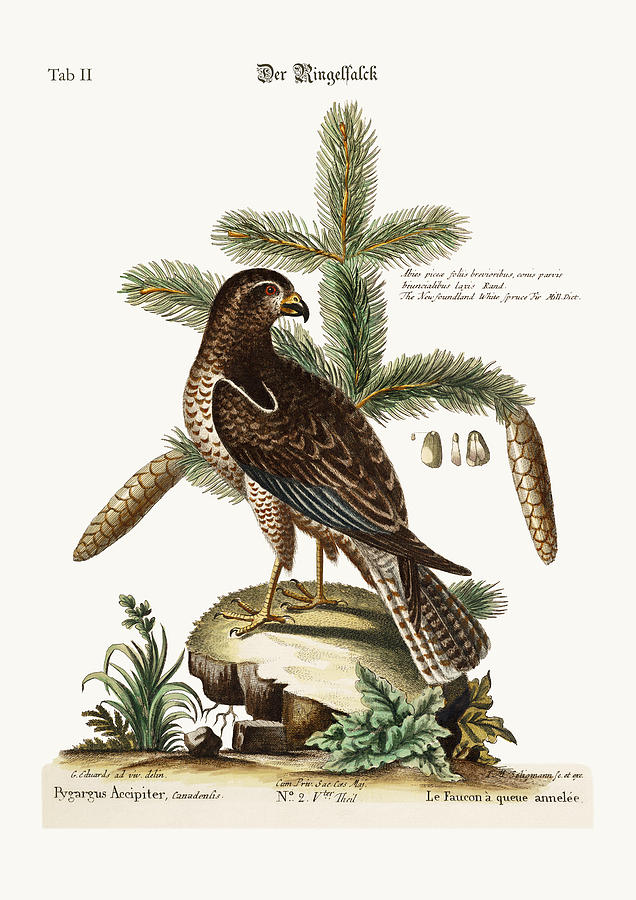 Mark Catesby Drawing - The Ring-tailed Hawk by Splendid Art Prints