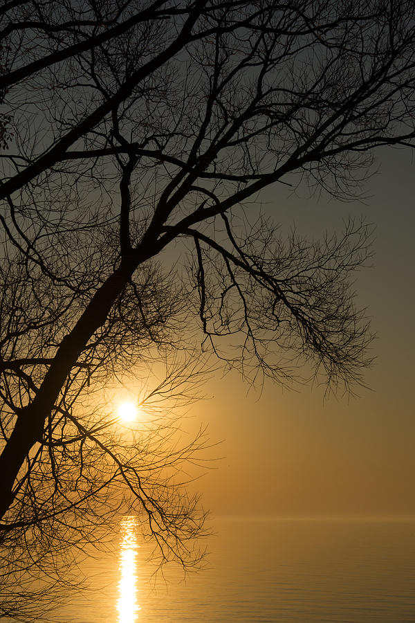 The Rising Sun and the Tree Photograph by Georgia Mizuleva