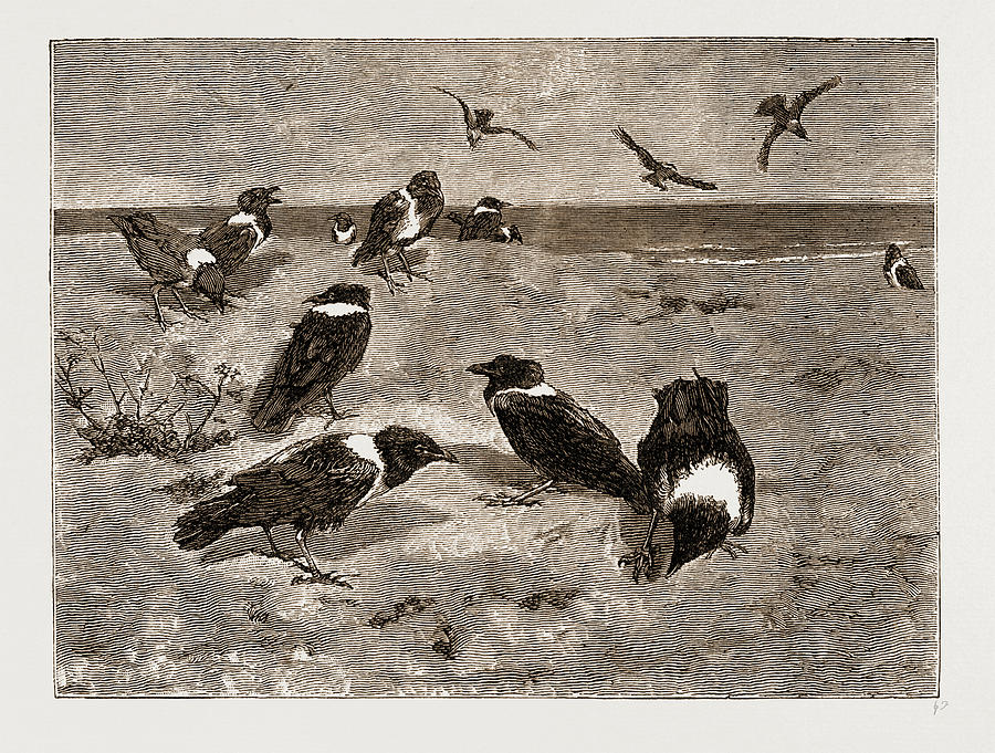 Vintage Drawing - The River Congo Scapulated Crows On The Beach At Banana by Litz Collection