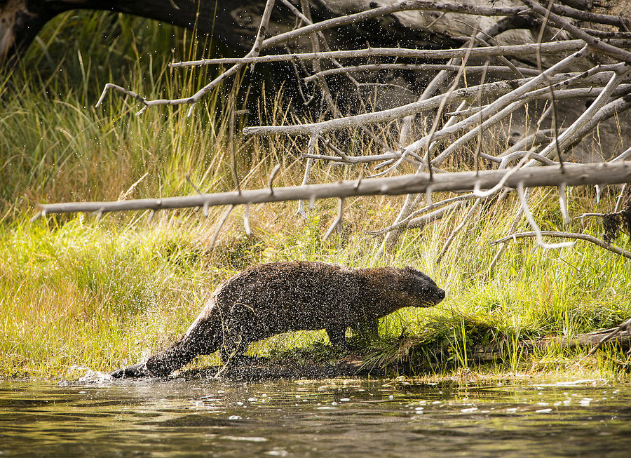 Otter Photograph - The River Otter Shake by Paul W Sharpe Aka Wizard of Wonders
