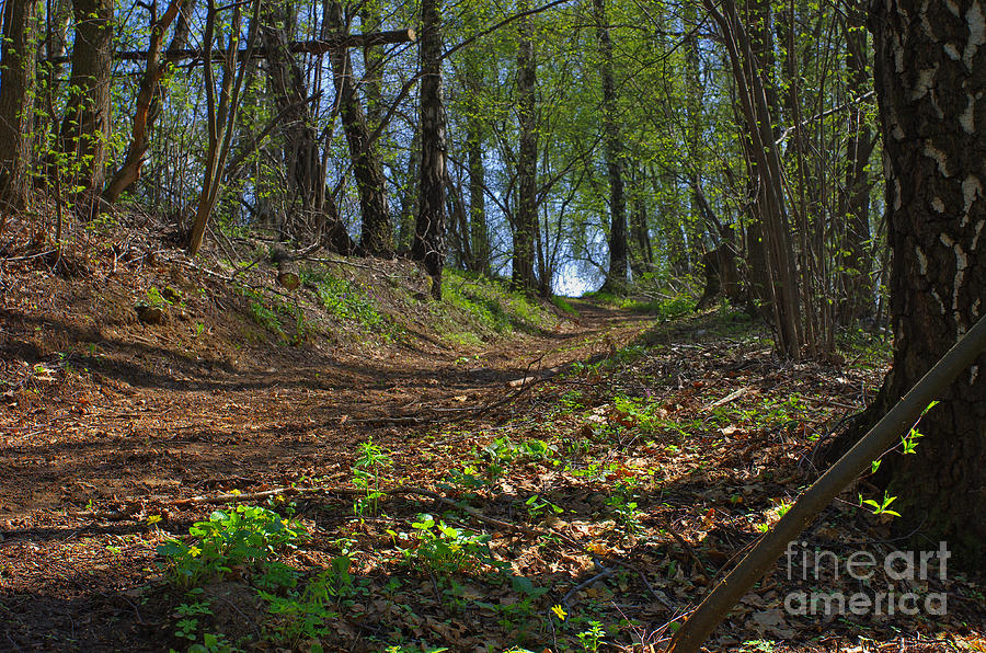 The road in spring forest Photograph by Fine Art America