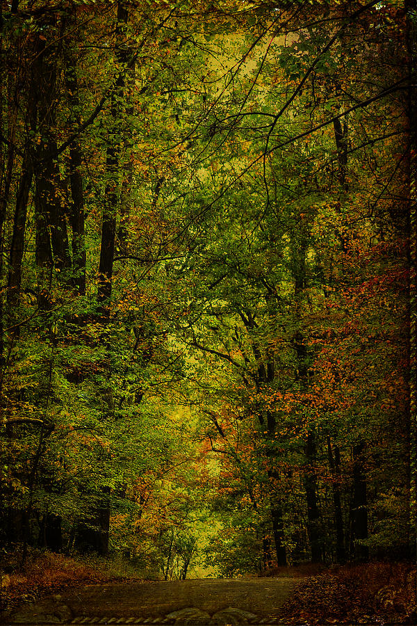 The Road Into Fall Photograph by Carol Senske