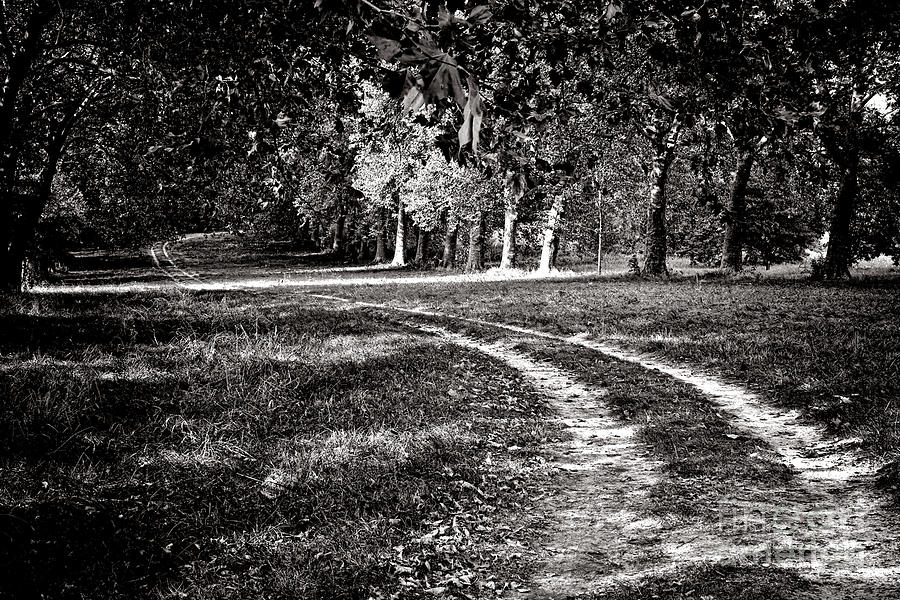 Tree Photograph - The Road Less than Way Much Less Traveled  by Olivier Le Queinec