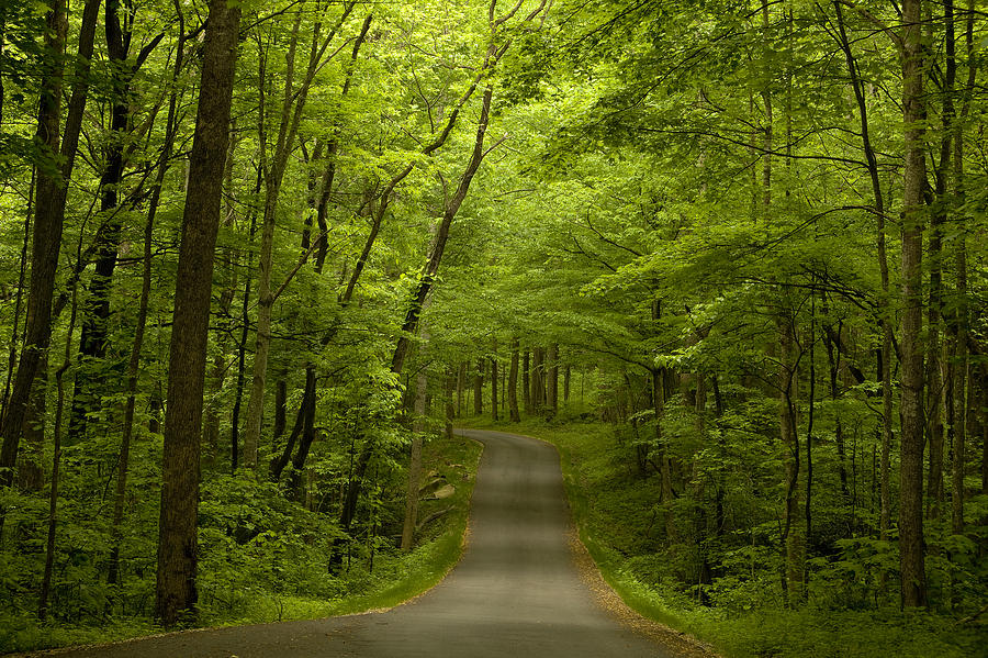Nature Photograph - The Road Less Travelled by Andrew Soundarajan