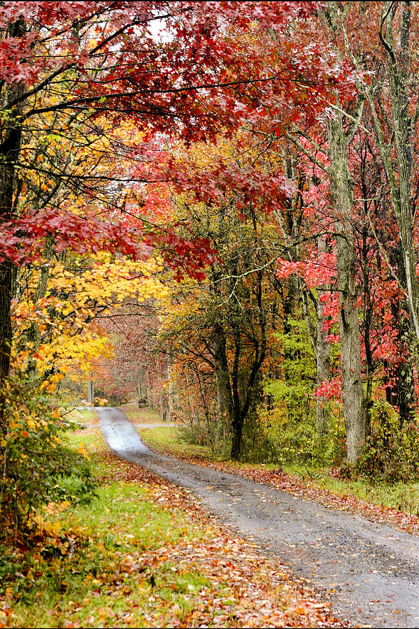 The Road through Fall Photograph by Robert Camp
