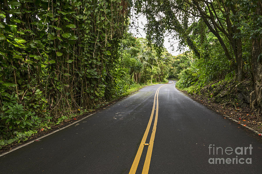 Jungle Photograph - The Road to Hana by Jamie Pham