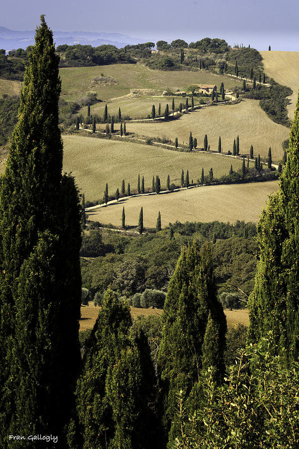 The Road to La Foce Photograph by Fran Gallogly