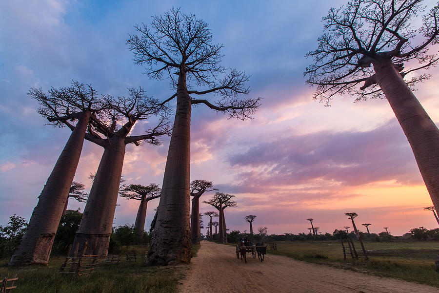 The Road to Morondava Photograph by Alex Lapidus