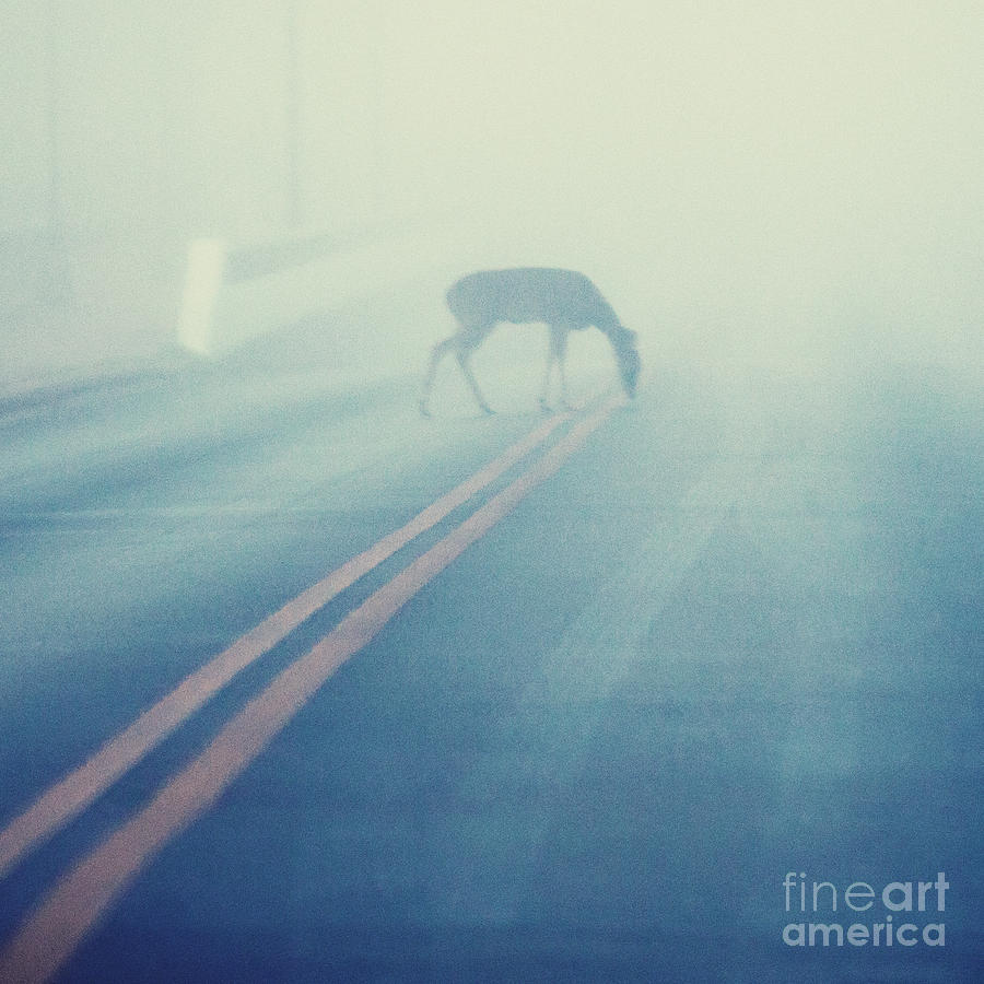 Deer Photograph - The Road Travelled by Katya Horner